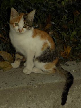 Kedi kedisi (Latince Felis Silvestris catus), kedigiller (Felis) familyasından bir kedi türü.)