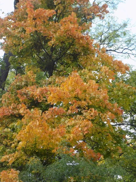 The diversity of the autumn forest