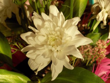 Gerbera (Latince Gerbera) - bitki ailesinin çok yıllık otlar cinsi