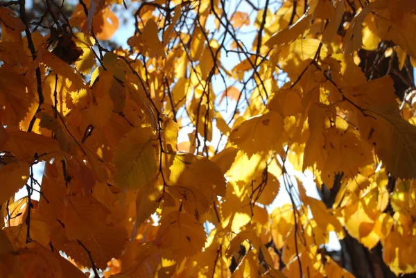 The diversity of the autumn forest