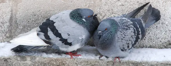 Taube Columba Livia Var Domestica — Stockfoto