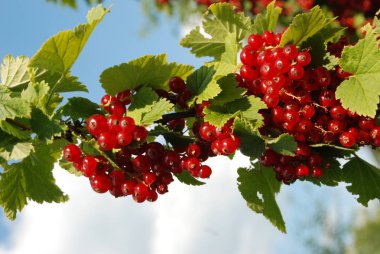Olgun kırmızı meyveler porychok