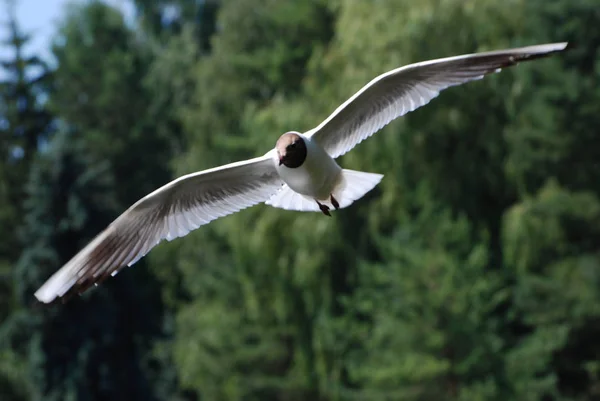 Roodkopmeeuw Larus Ridibundus — Stockfoto