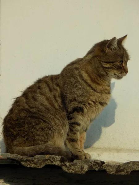 Kattens Katt Eller Kattens Katt Latin Felis Silvestris Catus Liksom — Stockfoto