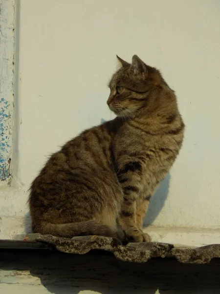 Die Katze Der Katze Oder Katze Der Katze Lateinisch Felis — Stockfoto