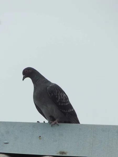 Pigeon Pigeon Columba Livia Var Domestica — Photo