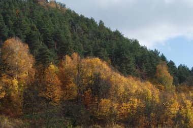 Karpat Dağlarının yumuşak yamaçları