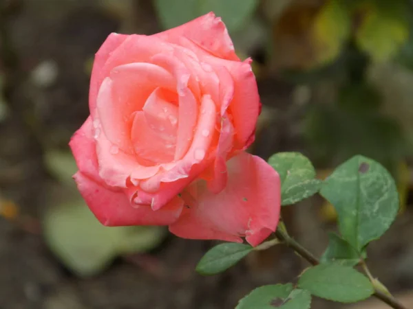 Rode Roos Latijnse Rosa Hipster — Stockfoto