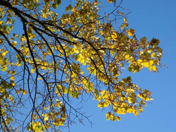 The diversity of the autumn forest