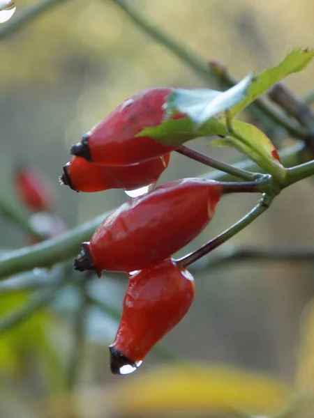 Rhizome Comune Cane Rosa Canina — Foto Stock