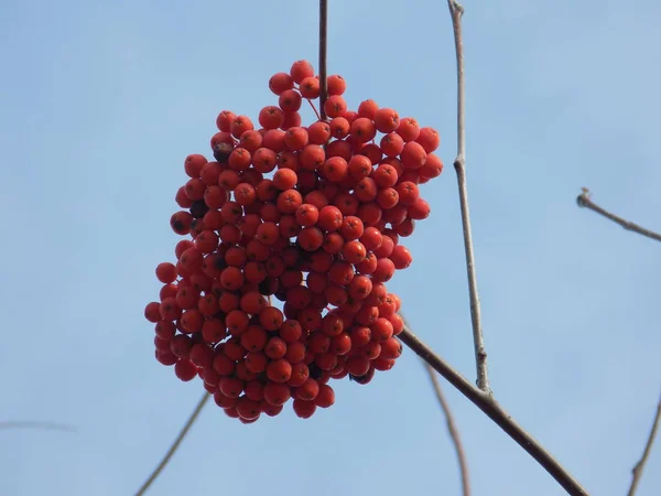 Rowan Commun Sorbus Aucuparia — Photo