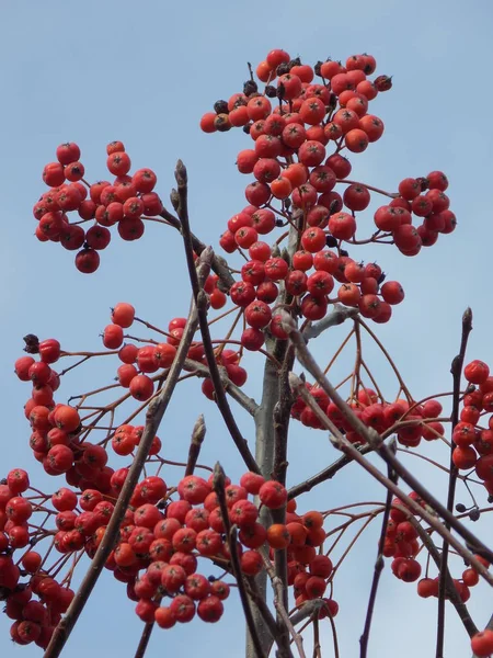 Обыкновенные Грибы Красная Смородина Latin Viburnum Opulus — стоковое фото