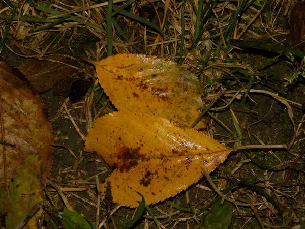 Feuilles Tombées Sur Herbe — Photo