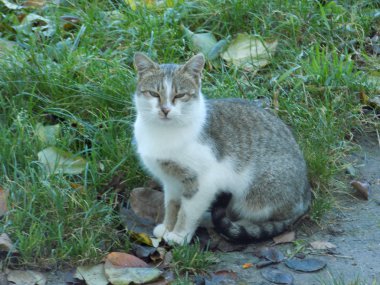 Kedi kedisi (Latince Felis Silvestris catus), kedigiller (Felis) familyasından bir kedi türü.)