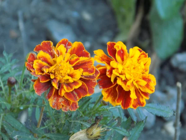 Cebolinha Tagetes Oxamidas Fullborn Género Botânico Pertencente Família Aster — Fotografia de Stock