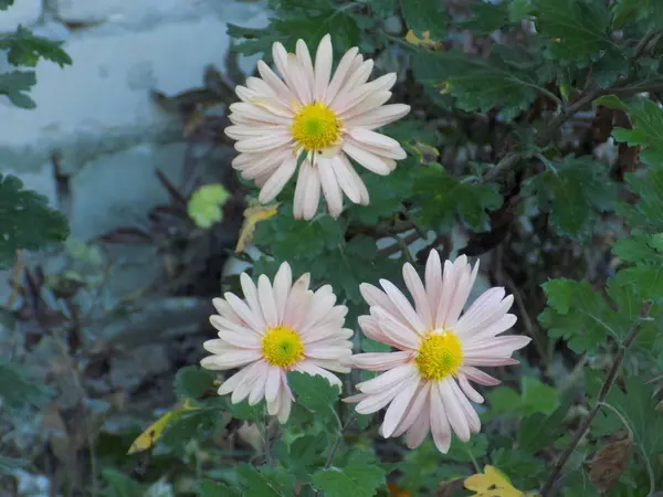 Aster Género Das Plantas Herbáceas Família Asteraceae Asteraceae — Fotografia de Stock