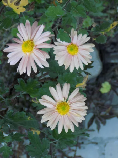 Aster Género Das Plantas Herbáceas Família Asteraceae Asteraceae — Fotografia de Stock