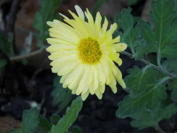 Aster アスタナ科の草本植物 またはアスタナ科 — ストック写真