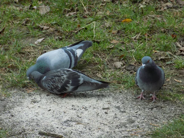 Taube Columba Livia Var Domestica — Stockfoto