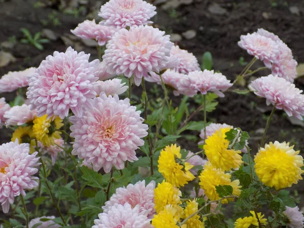 Aster Género Las Plantas Herbáceas Familia Asteraceae Asteraceae — Foto de Stock