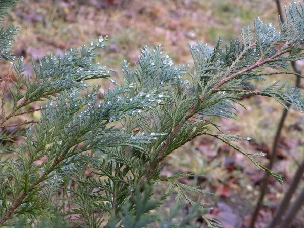 Tuya Thuja Género Coníferas Perenes Arbustos Família Dos Ciprestes — Fotografia de Stock