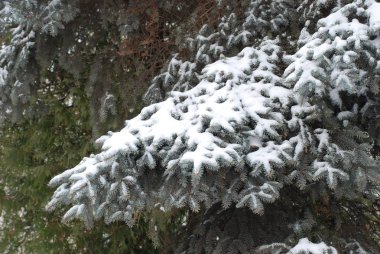 Kış orman, genel görünümü