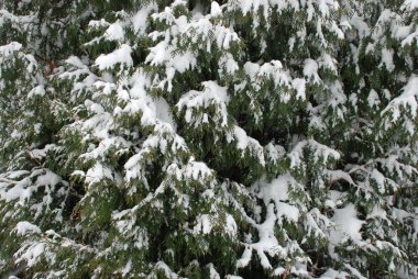 Tuya (Thuja) - bitmeyen yeşil kozalaklı ağaçlar ve selvi familyasının çalıları..