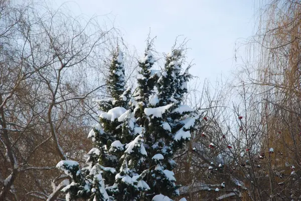 Winterwald Gesamtübersicht — Stockfoto