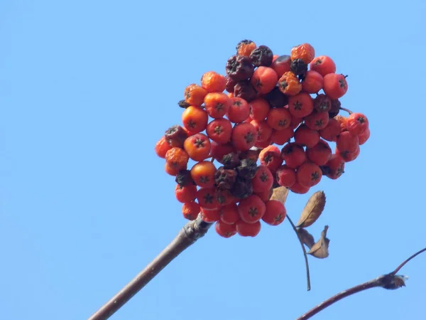 Ruan Común Sorbus Aucuparia — Foto de Stock