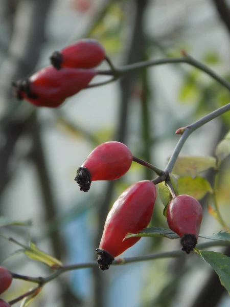 Rhizom Ist Häufig Oder Hund Rosa Canina — Stockfoto