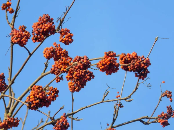 Rowan Comum Sorbus Aucuparia — Fotografia de Stock