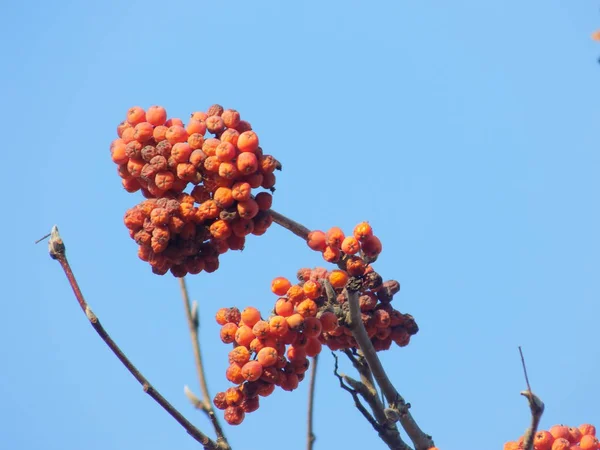 Rowan Comum Sorbus Aucuparia — Fotografia de Stock