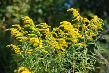 Altın baca şapkası Kanada (Latince Solidgo canadnsis)