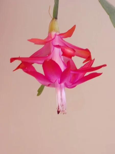 Schlumberger Latin Schlumbergera Lemaire 1858 Synonyms Epiphyllum Latin Epiphyllum — Stock Photo, Image