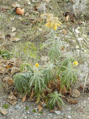 Altın baca şapkası Kanada (Latince Solidgo canadnsis)