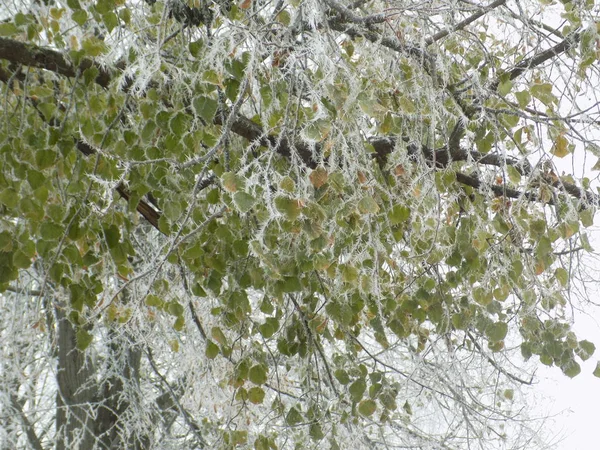 Winterwald Gesamtübersicht — Stockfoto