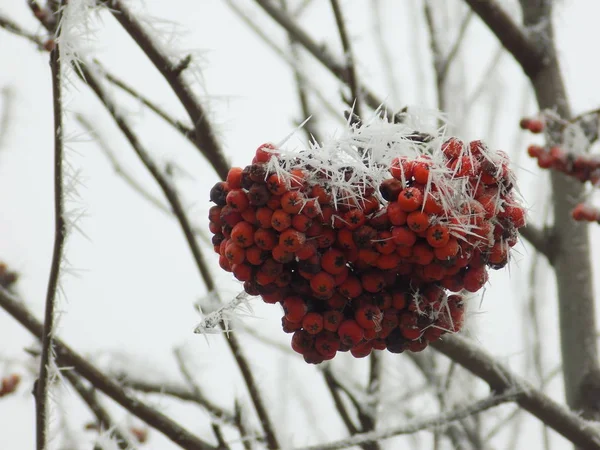 Rowan Comum Sorbus Aucuparia — Fotografia de Stock