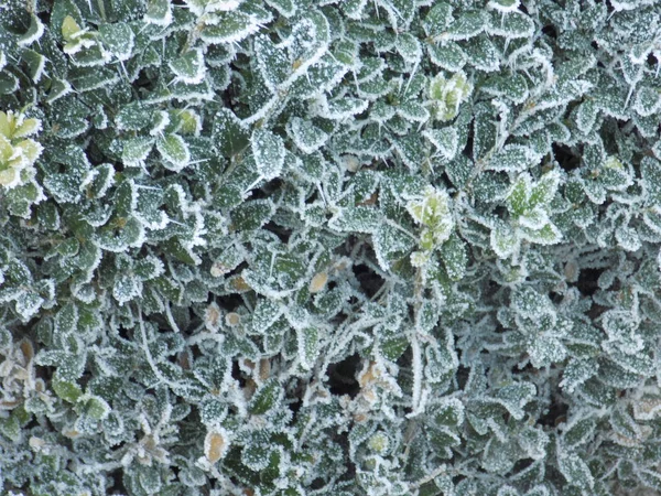 Frost Gräset — Stockfoto
