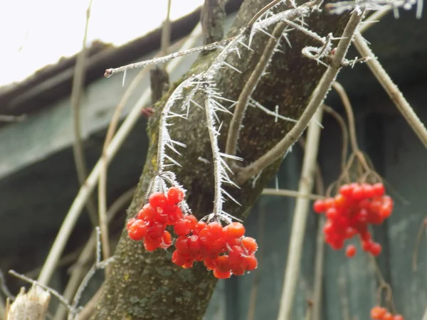 Funghi Comuni Ribes Rosso Viburnum Opulus Latino — Foto Stock