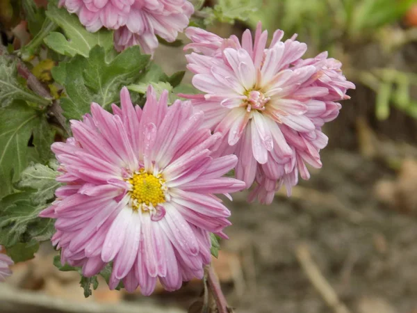 Aster Género Las Plantas Herbáceas Familia Asteraceae Asteraceae — Foto de Stock