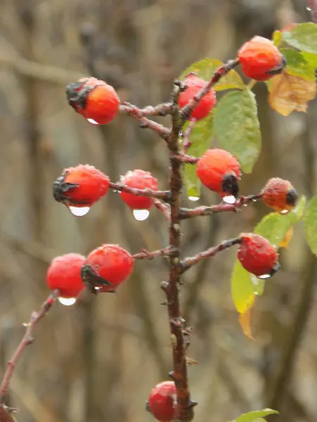 Rhizom Ist Häufig Oder Hund Rosa Canina — Stockfoto