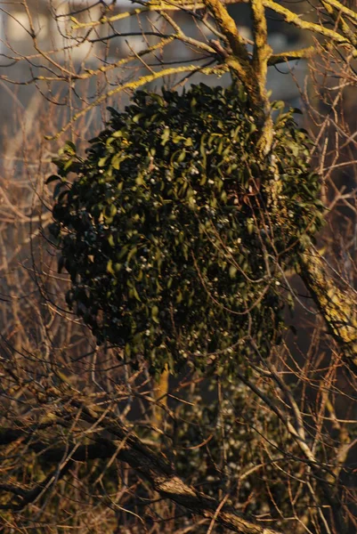 Muérdago Ivilga Viscum Género Arbustos Semi Parásitos Familia Santal Loranthaceae — Foto de Stock