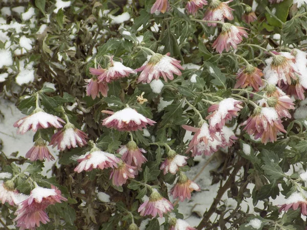 紫锥菊属 紫锥菊科 或紫锥菊科 草本植物的属 — 图库照片