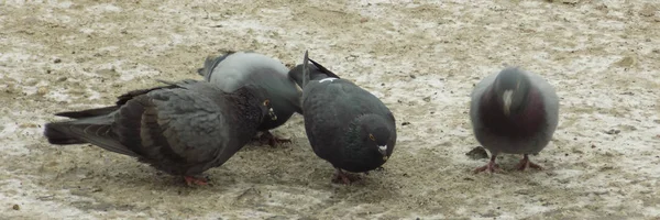 Pigeon Pigeon Columba Livia Var Domestica — Fotografie, imagine de stoc