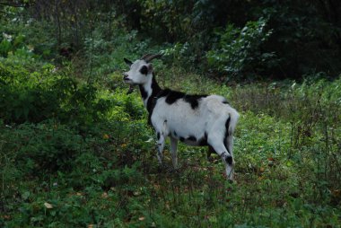Keçi keçi (Latince capra hircus)