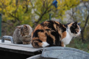 Kedi kedisi (Latince Felis Silvestris catus), kedigiller (Felis) familyasından bir kedi türü.)