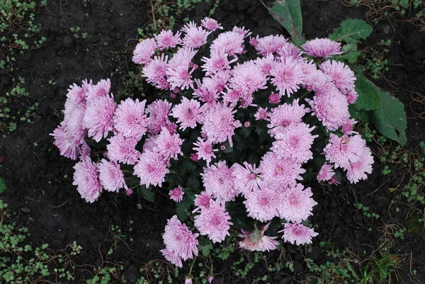 Aster Släktet Örtartade Växter Familjen Asteraceae Eller Asteraceae — Stockfoto