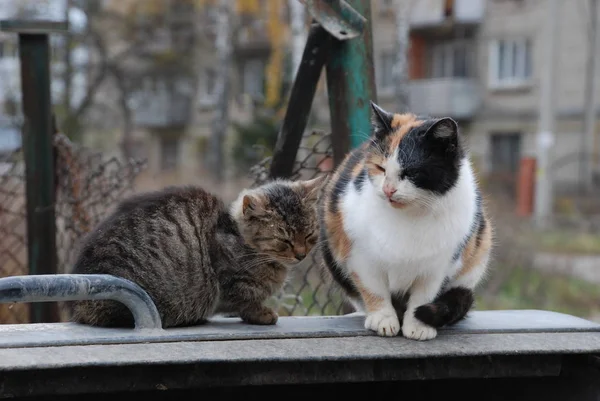 Kattens Katt Eller Kattens Katt Latin Felis Silvestris Catus Liksom — Stockfoto