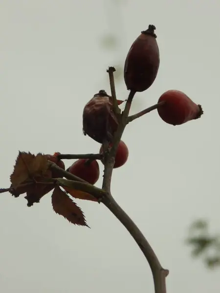 Rhizome Είναι Κοινή Σκυλί Rosa Canina — Φωτογραφία Αρχείου