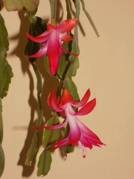 Schlumberger Łacińska Szlumbergera Lemaire 1858 Synonimy Epifyllum Łacińska Epiphyllum — Zdjęcie stockowe